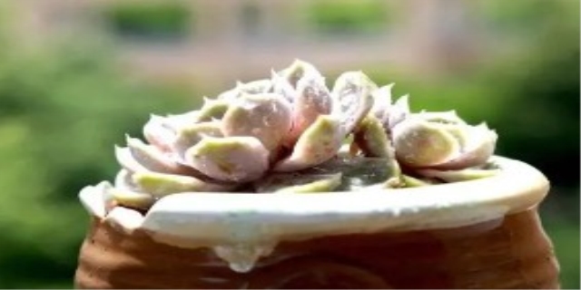 多肉可以喷水吗