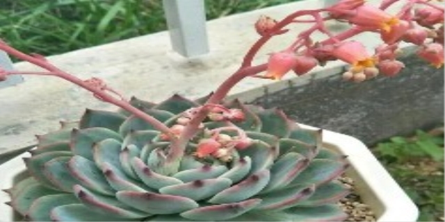 多肉吉娃娃开花要不要剪掉