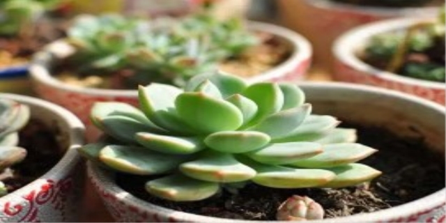 多肉植物用什么肥料最好