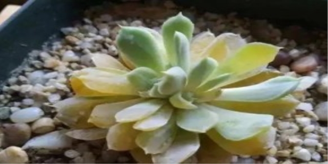 多肉喜欢水多还是水少
