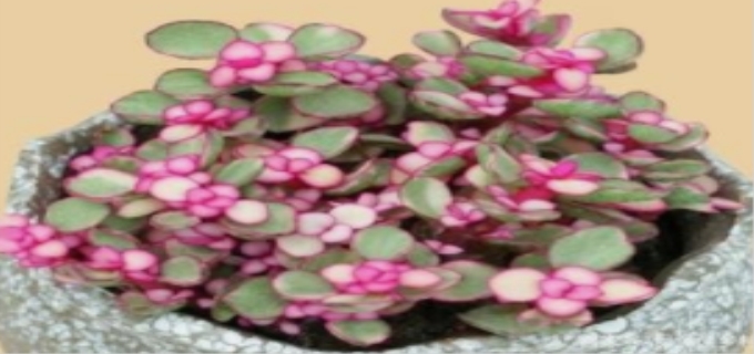 雅乐之舞多肉植物的养殖方法是什么