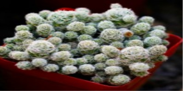 白鸟多肉植物怎么养殖