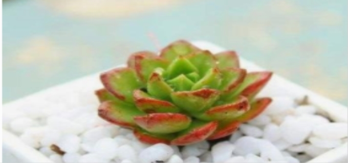 多肉蒂亚的养护时应该注意什么