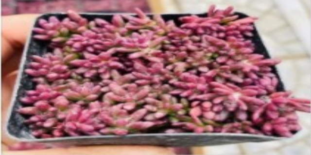 紫米粒多肉植物怎么养