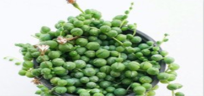 多肉佛珠为什么不能沾水