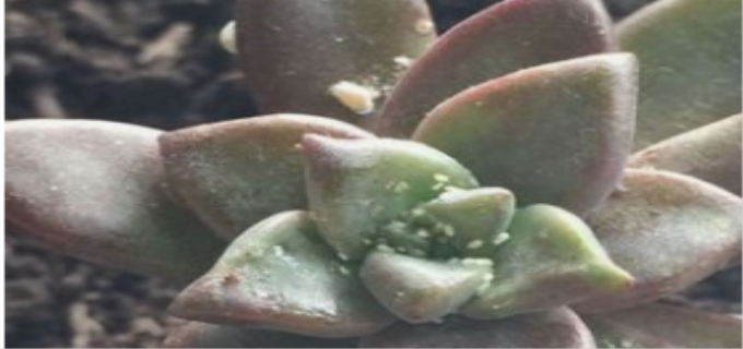 多肉长白色的小虫子怎么弄