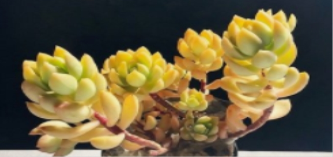 黄丽多肉怎样养护