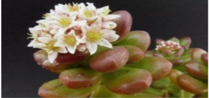 多肉植物会开花吗