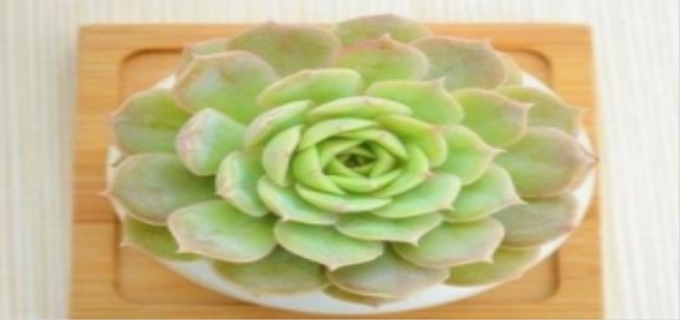 昂斯诺多肉介绍