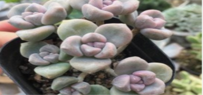 多肉淡雪如何养护