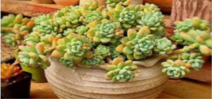 如何养多肉植物
