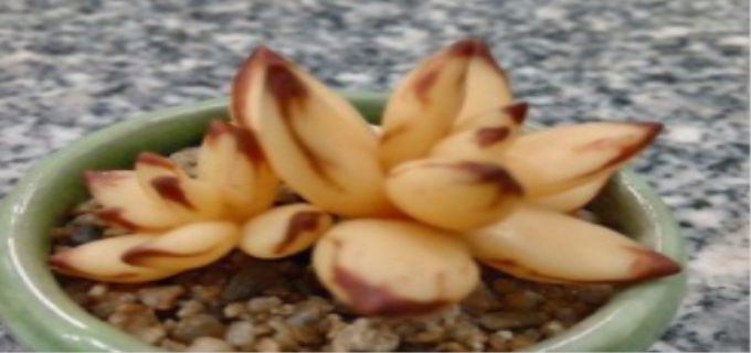 多肉是什么植物类型