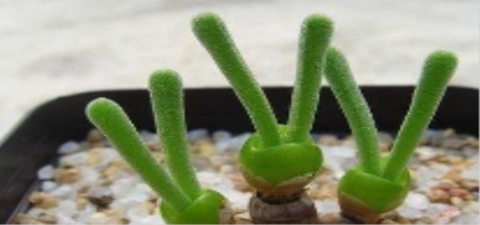 兔耳朵多肉怎样养护