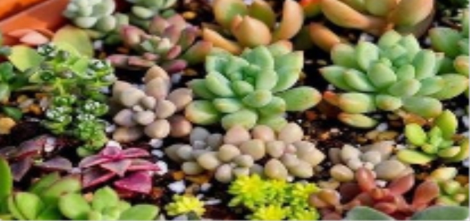 多肉植物怎么浇水比较好