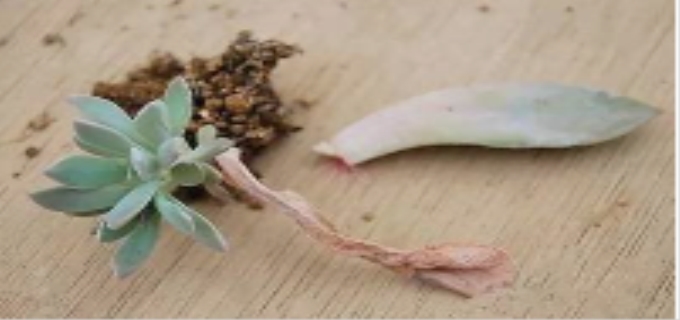 多肉插叶繁殖方法