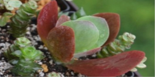 唐印多肉植物的养殖方法